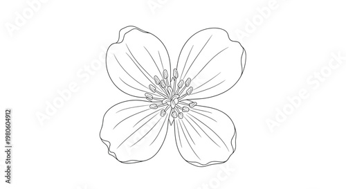 Detailed botanical illustration of a four petaled flower showing its delicate veins and central reproductive organs in a realistic hand drawn style.