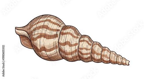 Beautifully detailed illustration of a long spiral seashell with brown stripes and intricate textures in a realistic hand drawn style.