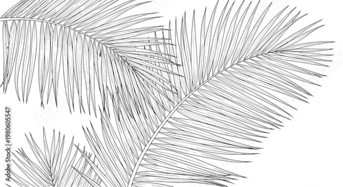 Detailed black and white botanical illustration showing a close up view of several palm fronds with their thin radiating leaves and fine textures.