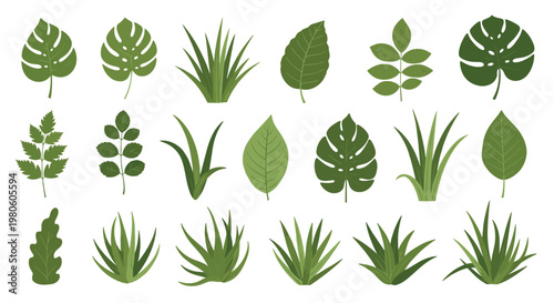 Comprehensive collection of diverse green leaf shapes including tropical monstera, aloe vera, and simple deciduous foliage on white.