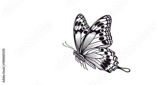 Detailed vintage style botanical illustration of a beautiful butterfly with intricate wing patterns and markings in a fine black and white engraving style.