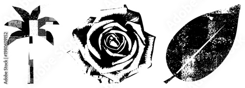 Stylized botanical illustrations rendered in halftone dot, featuring a palm tree, rose bloom, and leaf. vector art with textured shading, ideal for graphic design or print.