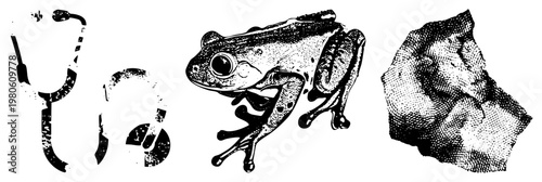 Classic stethoscope with halftone texture, tree frog illustration, rock surface, all in vector art, isolated elements for design use.