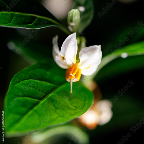 A flower with a green stem and yellow petals