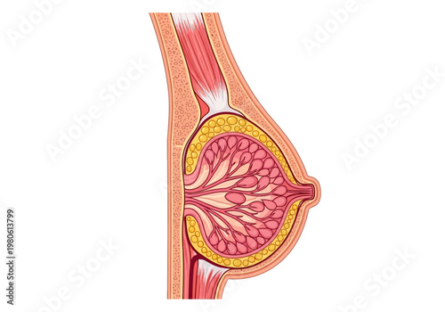Female Breast Anatomy Cross-Section Illustration Showing Mammary Glands, Adipose Tissue, Muscle, and Nipple Structure - Medical Diagram for Healthcare and Education