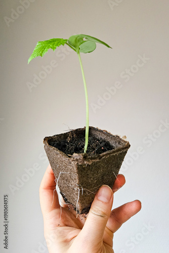 Cucumber seedling in cardboard cup with exposed roots ready for transplant