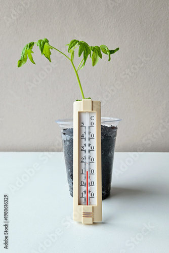 Young tomato sprout with a thermometer indicating temperature conditions
