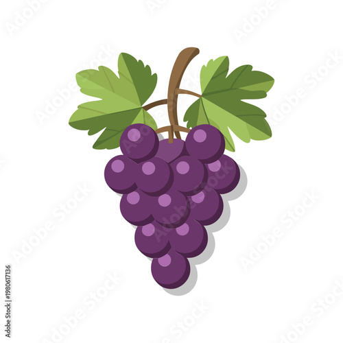 Isometric grapes bunch illustration vector, purple vineyard fruit, wine festival flyer, harvest season graphic, juice label design, farmers market menu