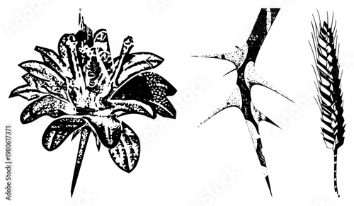 Artistic halftone botanical illustrations blooming flower, spiky thistle, wheat stalk, textured, graphic design elements for nature themes.