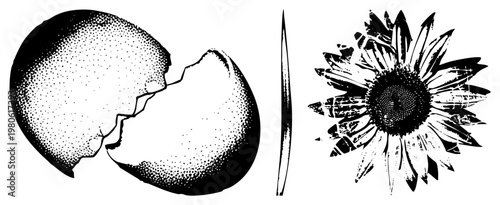 Stylized egg cracked open with halftone shading, sunflower with distressed petals, vector art, black and white, graphic design elements, isolated foreground.