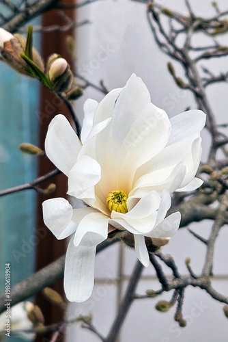 White magnolia blossom close-up with soft petals and yellow center