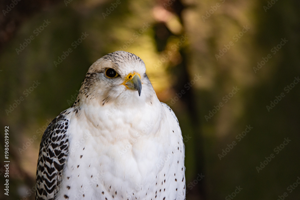 Obraz premium Close-up portrait of a majestic white gyrfalcon looking alert.