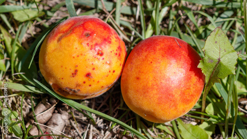 Two apricots with red-orange skin lie among grass and leaves