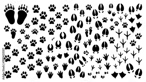 Animal tracks collection, black wildlife paw prints and bird footprints vector set, wild animal trail silhouettes for hunting and nature education