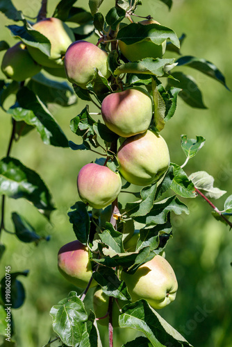 Branch holds unripe apples with green and pink hues