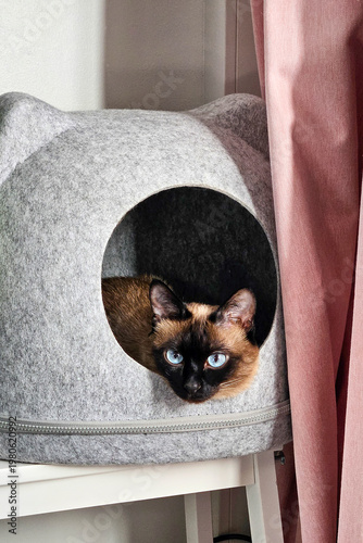 cat in modern felt cat house with blue eyes