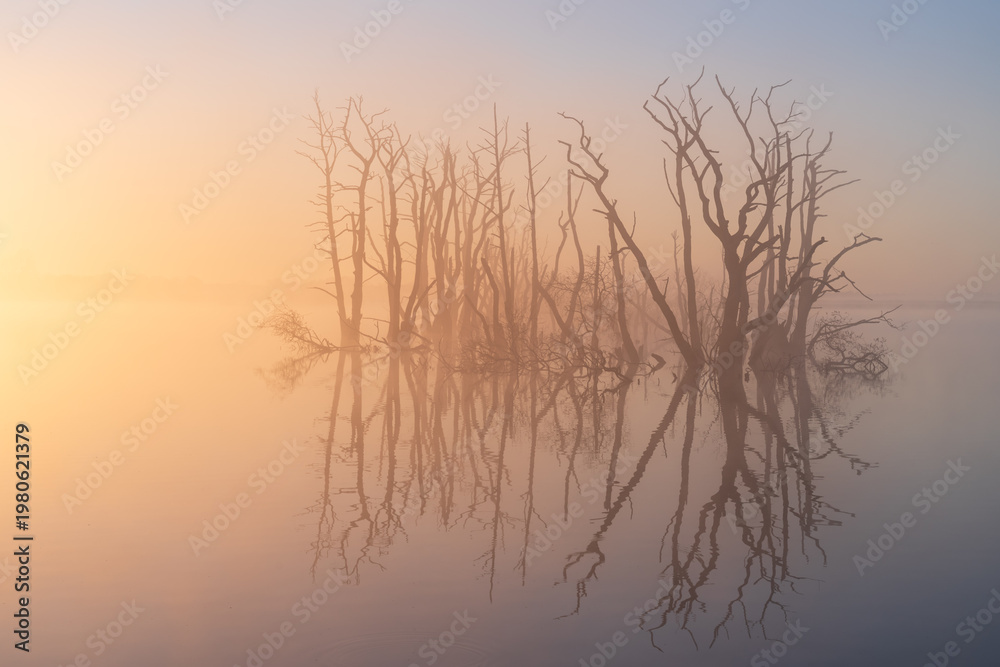 Obraz premium A foggy, spring sunrise over a swamp area with drowned trees. Drenthe, The Netherlands.