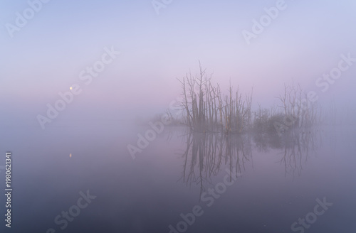 A spring dawn with the moon and fog over a lake with drowned trees. Tusschenwater, The Netherlands.