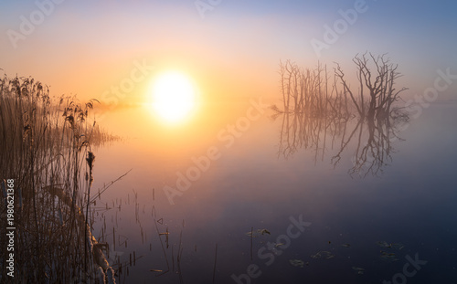 A foggy, spring sunrise over a swamp area with drowned trees. Drenthe, The Netherlands.