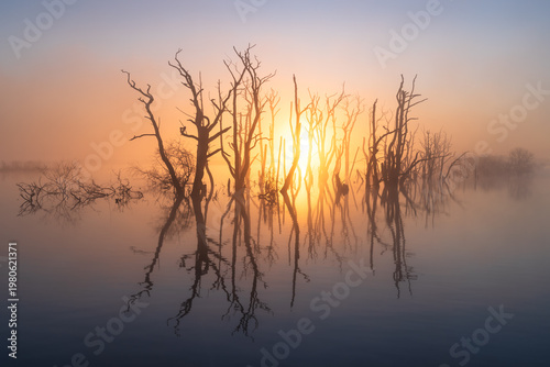 A foggy, spring sunrise over a swamp area with drowned trees. Drenthe, The Netherlands.