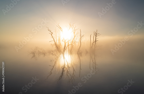 The sun shining through drowned trees in a lake during a foggy, spring morning.