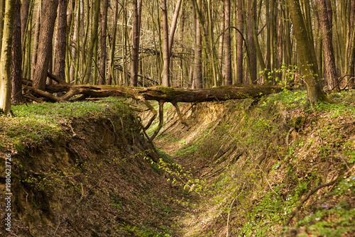 Forest spring landscape. Ravine in the forest. Fallen trees over the ravine. Roztocze Poland.