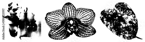 Black and white halftone vector botanical illustrations orchid, textured leaf, abstract, high contrast dot.