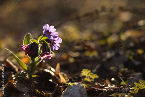 Spring. wild spring flower, snowdrops, flowers start to bloom. blooming purple flowers.