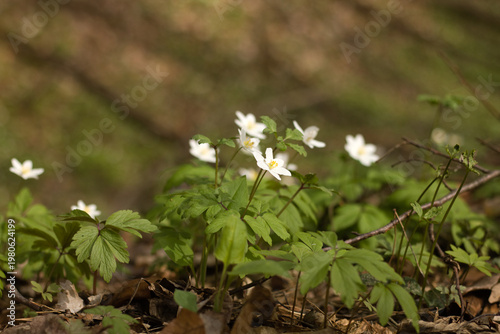 Spring. wild spring flower, snowdrops, flowers start to bloom. blooming purple flowers.