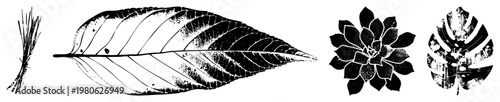 Stylized plant illustrations featuring leaf veins, succulent rosettes, and, rendered in halftone texture with bold, ideal for eco design or print.