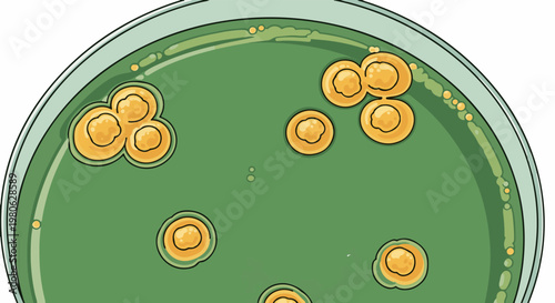 Petri dish with circular bacterial colonies on green agar