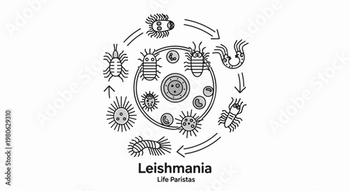 Leishmania life cycle illustration with multiple protozoan stages