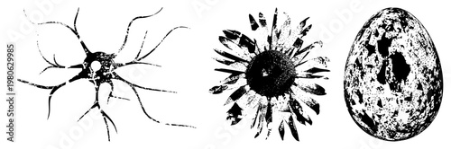 Biological illustrations rendered in halftone dot neuron with dendrites, sunflower head, speckled egg isolated vector art for scientific or design use.