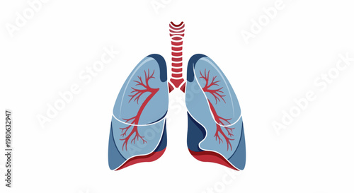Anatomical illustration of the human respiratory system's lungs