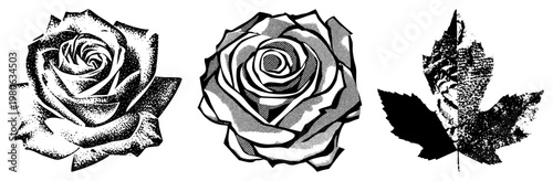 Vector illustrations of stylized rose and leaf using halftone dot, design, graphic art for print or web, isolated motifs.