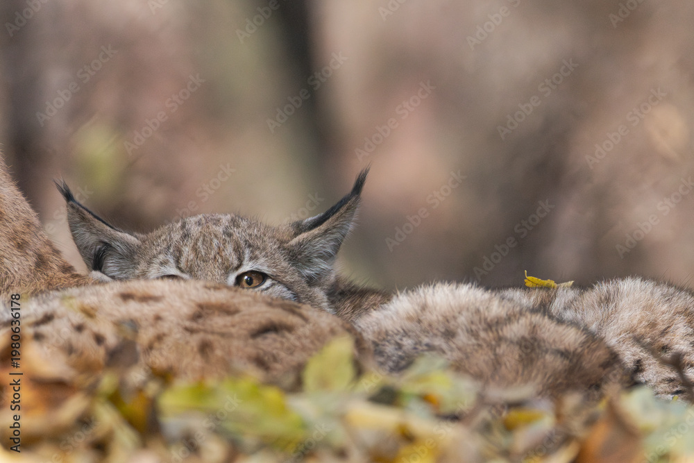 Naklejka premium Luchs im Herbstlaub