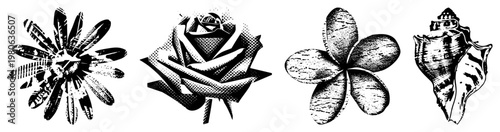 Graphic vector set featuring daisy, rose, frangipani, and in bold art and halftone,, stylized nature motifs for design use.