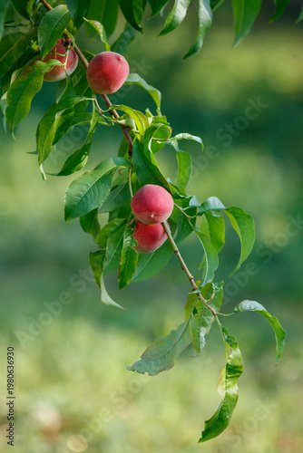 Peaches on branch with green leaves