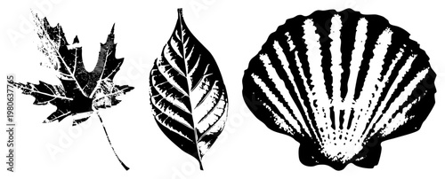 Stylized botanical and marine motifs rendered in bold black and white, featuring maple leaf, elm leaf, and scallop with halftone textures and clean, ideal for graphic design or print.