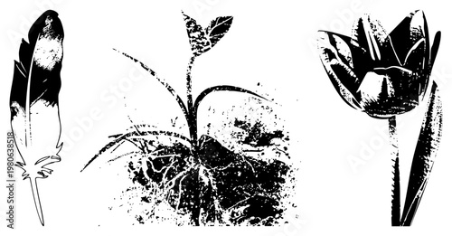 Classic halftone print of feather, sprouting plant, and tulip, nature art, botanical graphic, rustic design elements.