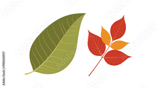 Two distinct autumn leaves, one broad green and one reddish-orange with multiple leaflets, showcasing the beauty and variety of fall foliage.