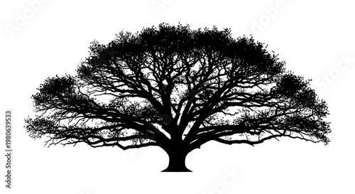 Large Tree Silhouette With Branches.