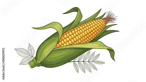 Detailed vintage engraving of a ripe ear of corn with husks partially opened, symbolizing harvest, agriculture, and natural produce.