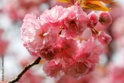 Pink sakura flowers on tree branches in the park