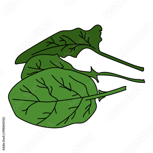 Vector illustration of fresh green spinach leaves with bold black outlines, Hand-drawn doodle style image