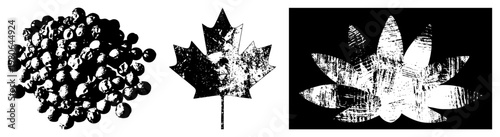 Grunge style vector illustrations of peppercorns cluster, maple leaf, and lotus flower,, distressed texture, isolated design elements, botanical motifs.