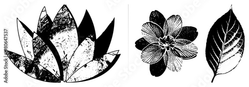 Black and white botanical renderings of lotus bloom, flower, and leaf with textured halftone, vintage engraved style, nature study, scientific illustration.