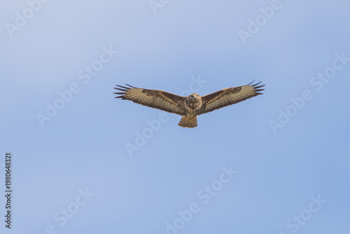 Mäusebussard am Himmel