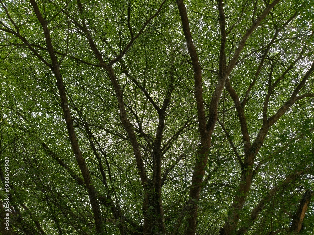 Fototapeta premium Low angle view of lush green tree branches with dense leaves and natural sunlight
