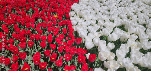 Dual color floral background of red and white tulips in a spring garden